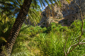 Palmen im Tal von Preveli, Kreta