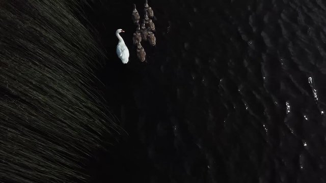 Swan family in a lake. Aerial view