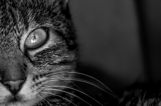 gato ojos monocromatico