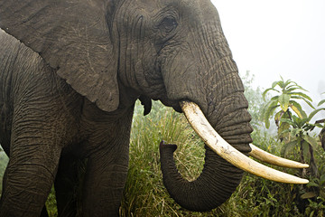 Large elephant in foggy African jungle