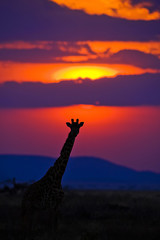silhouette of giraffe in front of African sunset