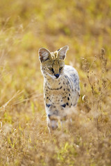 Wild Serval Cat in Afria