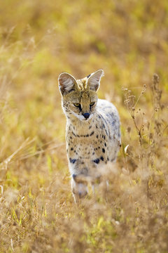 Wild Serval Cat in Afria