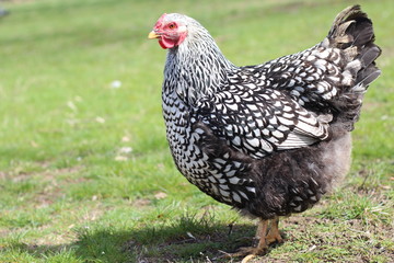 Wyandotte Chicken Roaming in Green Field