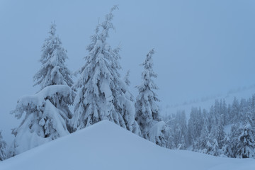 Fototapeta na wymiar Spruce forest in the snow