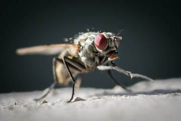 Nahaufnahme einer Fliege - Makro Macro 