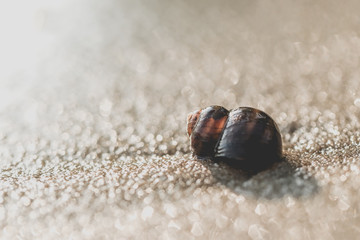 Sea snail on the background of a sandy sunny beach