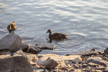 Ducks swimming in river with rocks 