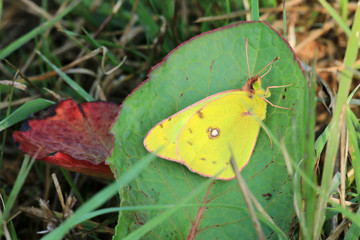 Hufeisenklee-Gelbling