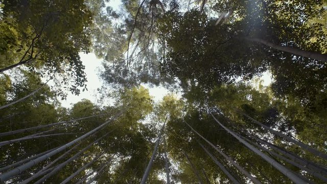 Arashiyama, bamboo forest in Kyoto. 25fps.