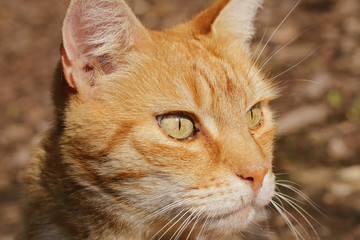 chat roux tigré dans jardin potager 