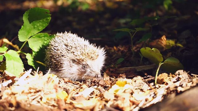 Cautious hedgehog in woods