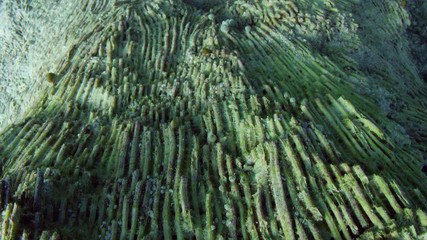 Tracking shot  over a partially destroyed coral reef caused by coral bleaching. Global warming, climate change, Indonesia