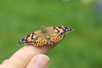 Monarch Butterfly Preparing to Fly for First Time