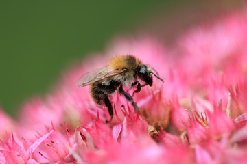Hummel © Eileen Kumpf