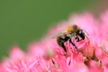 Hummel © Eileen Kumpf