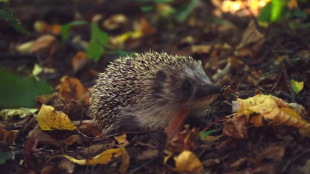 Curious hedgehog in foliage
