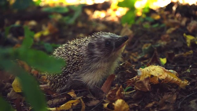 Curious hedgehog in woods