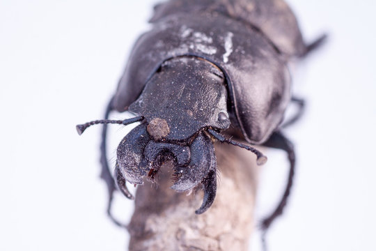 Male of Lethrus apterus