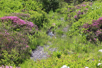 Mountain Meadow at Mt. Rainier in Washington State