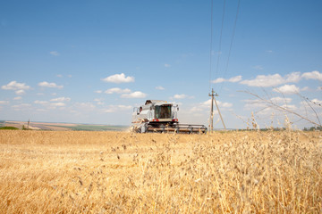 Fototapeta premium Harvester machine to harvest wheat field working