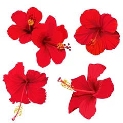 Foto op Aluminium hibiscus flower vector clip art set of 5 red flowers tropical planrs © Лилия Судакова