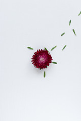beautiful flower on a white background