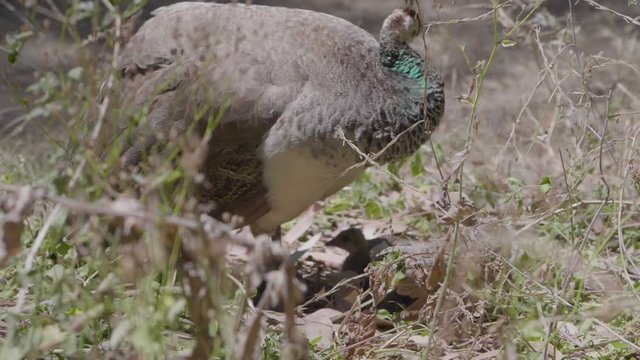 Peahen standing in dry grass, looking after her two chicks and cleaning herself. Close shot. Slow Motion.