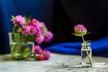 Pink Clover flowers on table with blue background