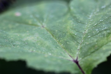 Plant, green, nature, macro