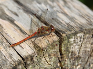 Male common darter dragonfly (Sympetrum striolatum)