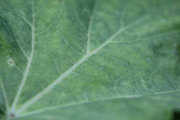 Plant, green, nature, macro