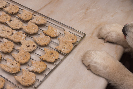 Husky Hund will an selbstgemachten Hundekekse auf Backofengitter