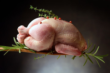 Gallus gallus domesticus Pollo Nytjahænsni Kura domowa Galletto Haushuhn ft81080531 Chicken دجاج 닭  © Comugnero Silvana