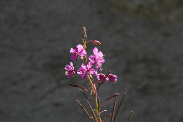 Parco natura