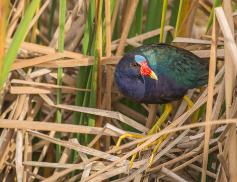 Purple Gallinule 