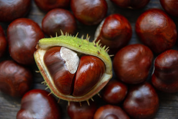 horse chestnuts. Autumn background. Flat lay. Nature concept