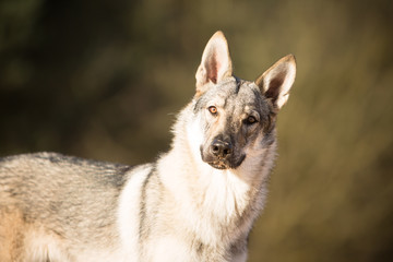 Naklejka premium Czechoslovak wolfdog