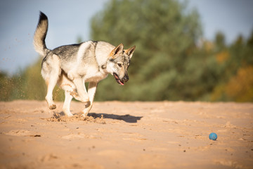 Fototapeta na wymiar Czechoslovak wolfdog