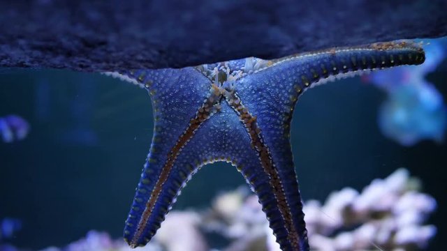 starfish underwater animal of under sea