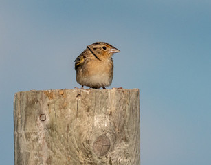 Grasshopper Sparrow