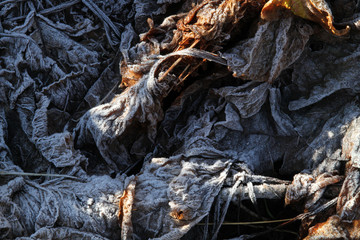 Foglie d'inverno