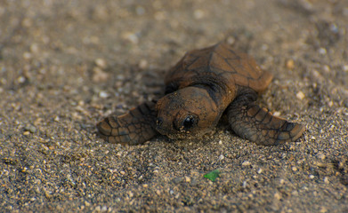  Hawksbill sea turtle