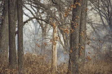 Bare trees and one white tree with dried leaves in the winter with smoke in the background