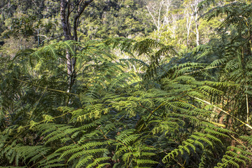 Detail of Atlantic Forest vegetation on a trail