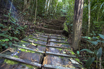 Fototapeta premium Detail of Atlantic Forest vegetation on a trail