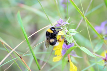 Bee gatharing nectar
