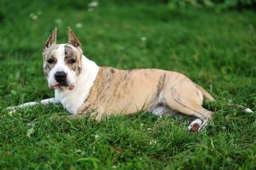 American Staffordshire Terrier on the grass