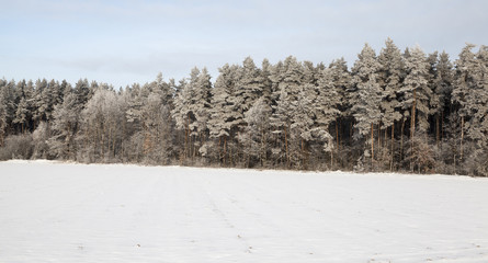 mixed forest