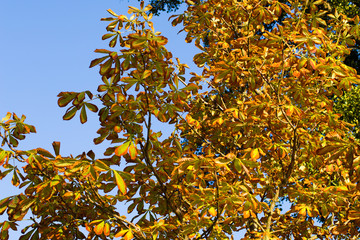 Yellow leaves of chestnut against the blue sky - autumn background.